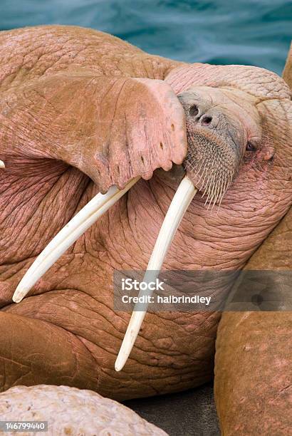 Male Walrus Covering Mouth With Flipper Alaska Stock Photo - Download Image Now - Animal, Walrus, Alaska - US State