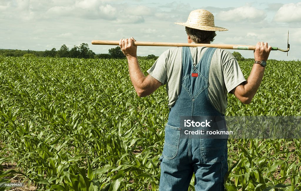 farmer standing in a corn field farmer standing in a corn field contemplating the job ahead Adult Stock Photo