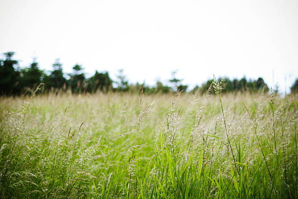 grassy field with shallow DOF. stock photo