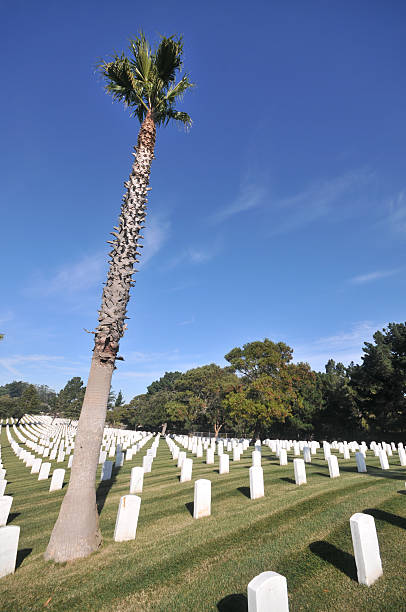 istock Cemetery with palmtree and gravestones. 146799470