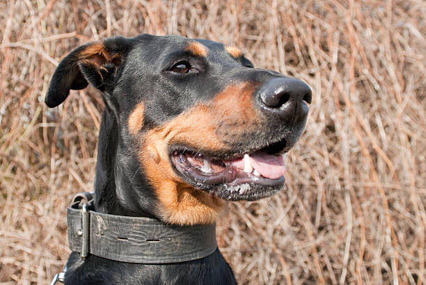 Portret czarny doberman – zdjęcie