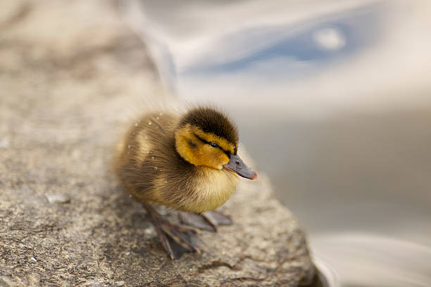 istock Duckling standing on a rock near the pond 146799575