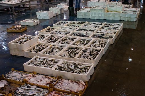 Fresh fish caught by fishermen is stored in plastic baskets to be taken to market.