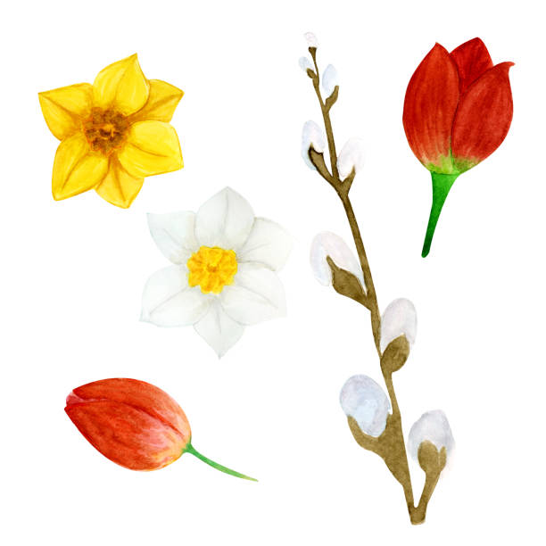 ilustrações, clipart, desenhos animados e ícones de conjunto floral de aquarela, flores da primavera, tulipa, narciso, galho de salgueiro. cores amarelas, brancas, vermelhas, marrons. em um fundo branco. elementos de design individuais. - white background bouquet beautiful studio shot