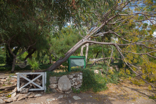 Fallen Tree in Garden after Storm - Cirali, Turkey, Asia