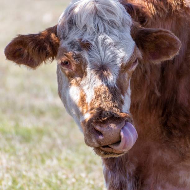 istock Brown and white cow licking her nose 1468000667