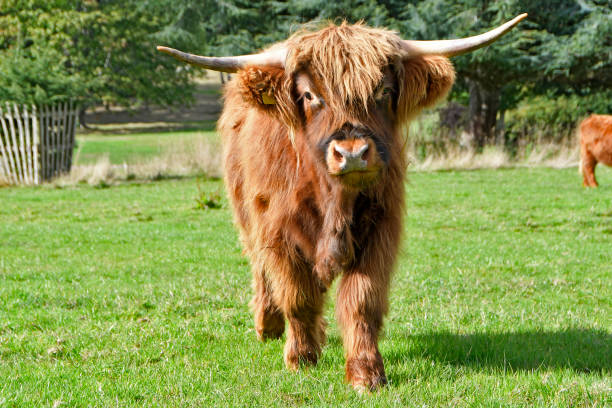 istock A highland cattle bull head on 1468000840