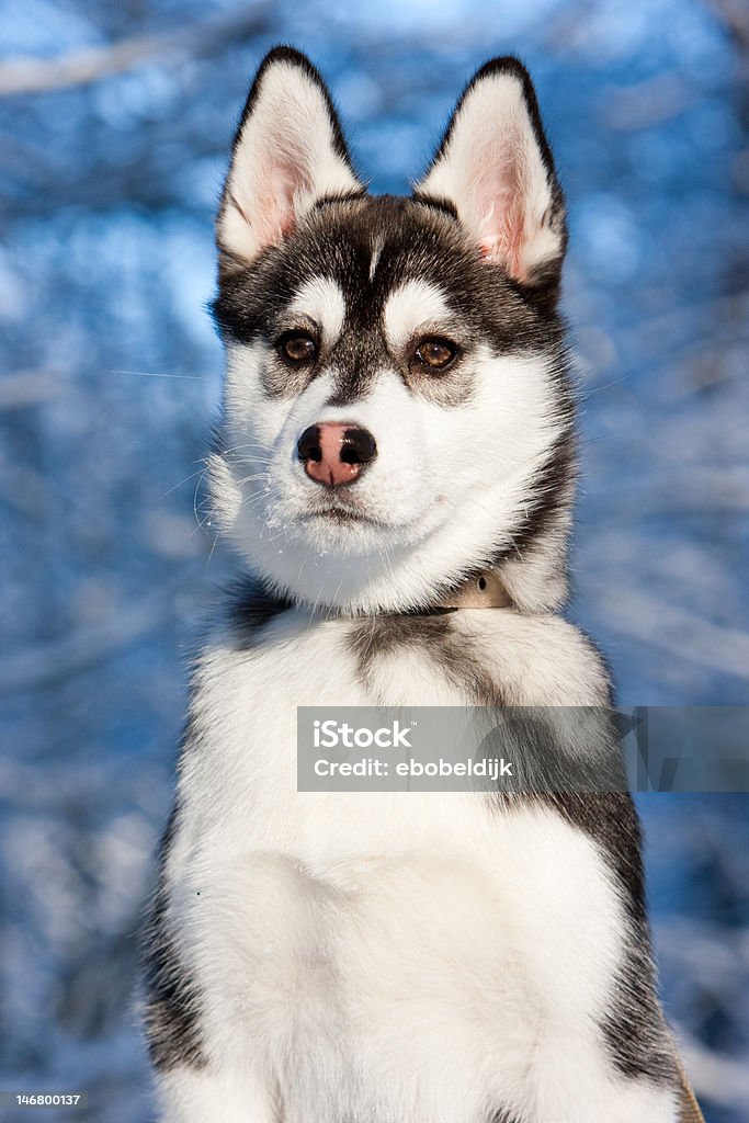 Husky siberiano cachorro - Foto de stock de Abrigo libre de derechos