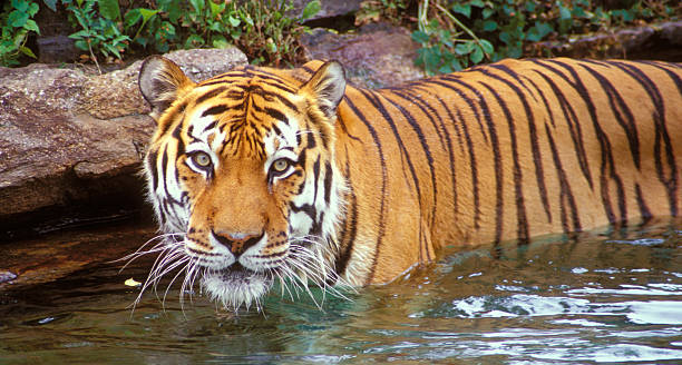istock Siberian tiger in the water 146800245