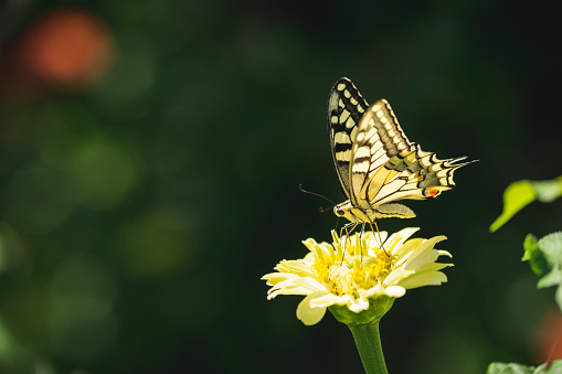 A Butterfly standing on a flower on pure background. tranquil scene.