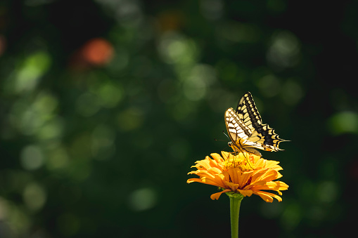 The beautiful butterfly on a flower with nice background