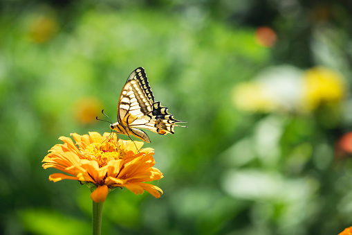 Yellow swallowtail butterfly on a flower closeup
