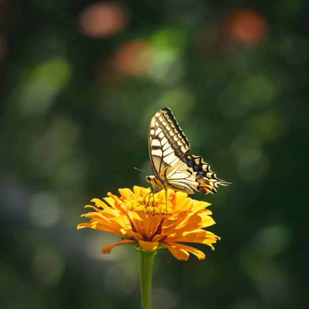 istock Yellow swallowtail butterfly on a flower closeup 1468003067