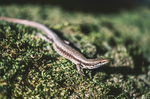 Small lizard looking at cam