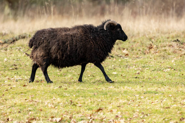 rzadkie owce rasy jacobs na pastwisku w staffordshire - jacob sheep zdjęcia i obrazy z banku zdjęć