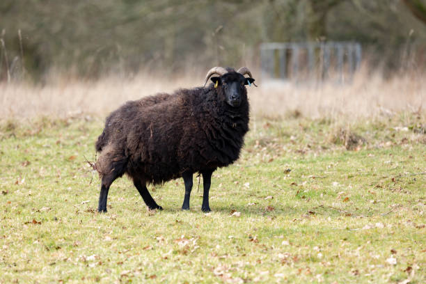 rzadkie owce rasy jacobs na pastwisku w staffordshire - jacob sheep zdjęcia i obrazy z banku zdjęć