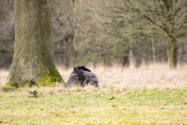 ovejas jacobs de raza rara en pastos en staffordshire - jacob sheep fotografías e imágenes de stock