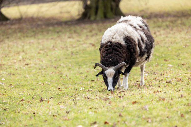 ovejas jacobs de raza rara en pastos en staffordshire - jacob sheep fotografías e imágenes de stock