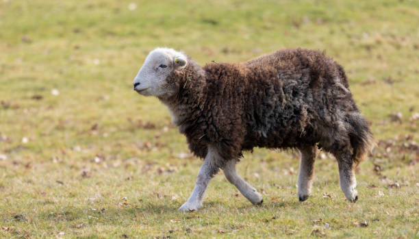 珍しい��品種のプログラムスタッフォードシャーukのハードウィック羊 - herdwick sheep ストックフォトと画像