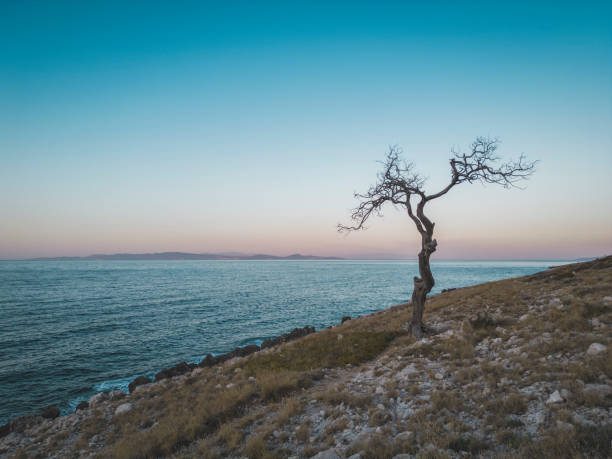 istock Dried gnarly tree by the sea 1468003448
