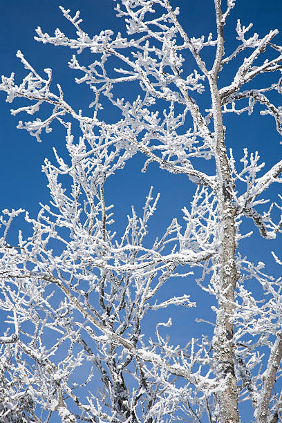 Hoar frost stock photo