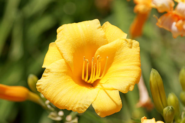 istock Close-up of a yellow lily 146800390