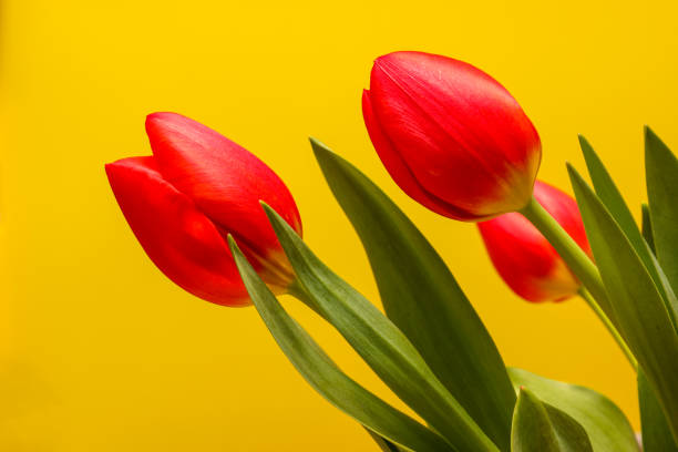 istock Red tulips isolated on a yellow background. 1468004034