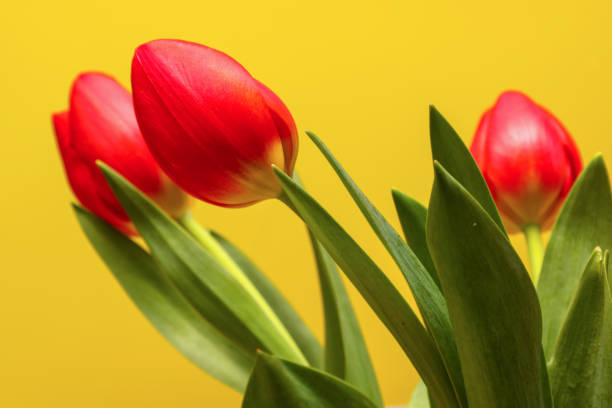 istock Red tulips isolated on a yellow background. 1468004051