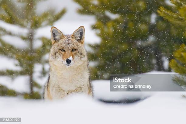 Coyote Im Schnee Sturm Yellowstone Nationalpark Wyoming Stockfoto und mehr Bilder von Kojote