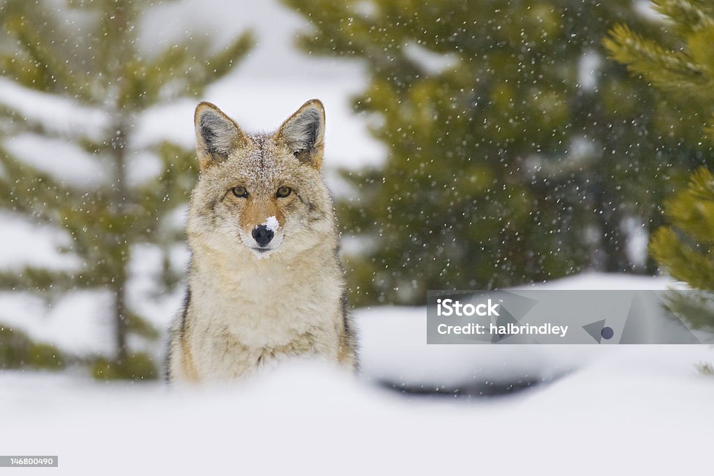 Coyote w śniegu Storm. Park Narodowy Yellowstone, Wyoming. - Zbiór zdjęć royalty-free (Kojot)