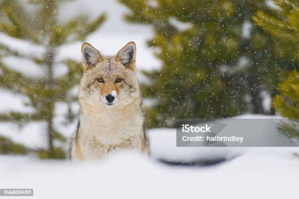 Coyote W Śniegu Storm Park Narodowy Yellowstone Wyoming - zdjęcia stockowe i więcej obrazów Kojot