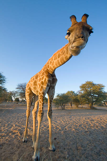 istock Giraffe in the Kalahari, Botswana. 146800491