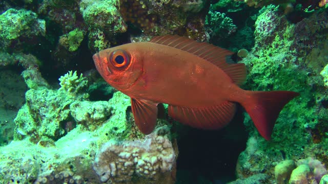 Lunar-tailed glasseye next to a coral reef.