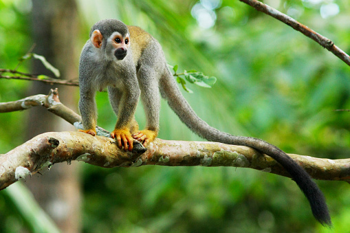 One of the most iconic species of monkeys in the Amazon