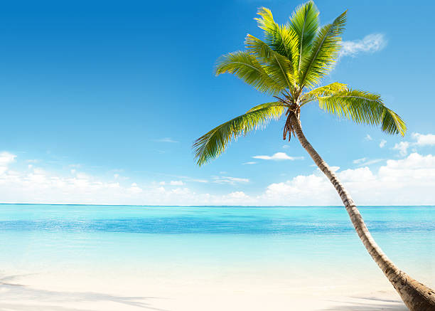 istock White sandy beach and coconut palm tree in the Caribbean 146800641