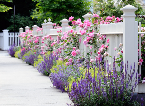 White fence and flower bed with pink roses, Salvia, Sage, Catmint and Lady's Mantel. Colorful, elegant garden bordering front yard and sidewalk