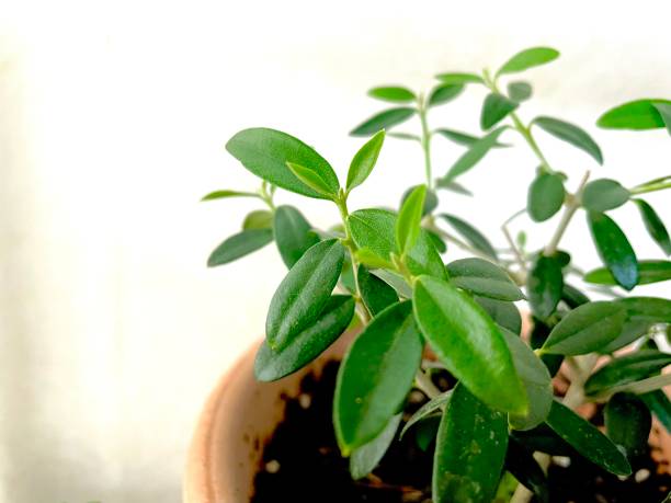 istock An olive tree with pretty green leaves. 1468006603