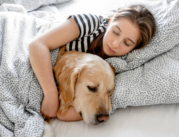 istock Girl with golden retriever dog in bed 1468007788