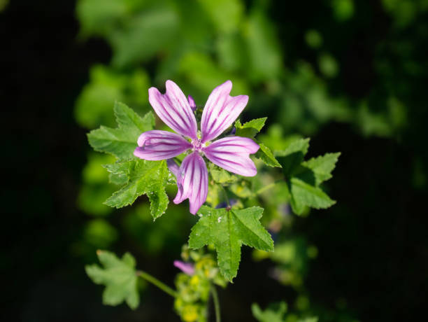 Malva sylvestris. Mallow flower with leaves, in nature. Mallow plant. Wild flower. Medicinal herbs. stock photo