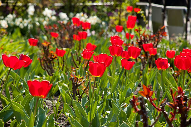 red tulips stock photo