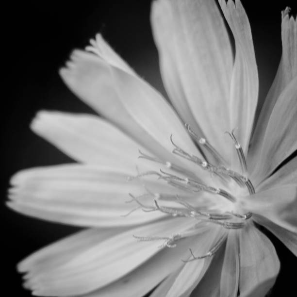 istock Close-up of Chicory flower 1468008266