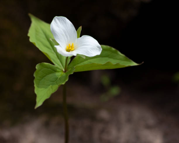 Close-up of single white trillium flower.