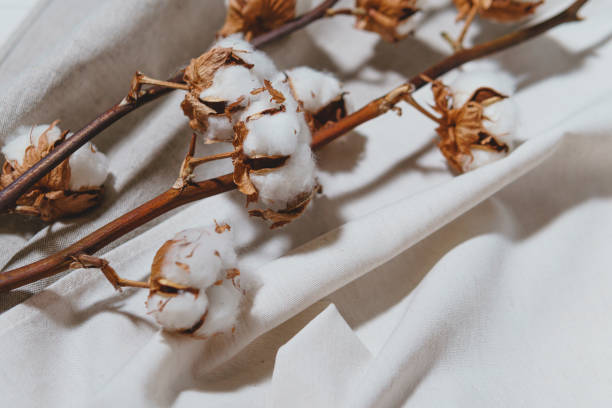 istock Cotton branch with dry flowers, close up 1468008685