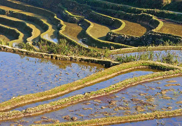 Beautiful rice terrace