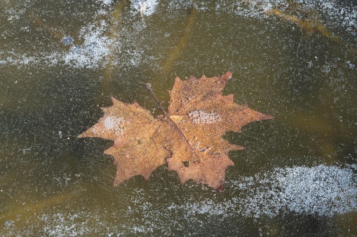 brown maple leaf frozen on the ice surface of a lake