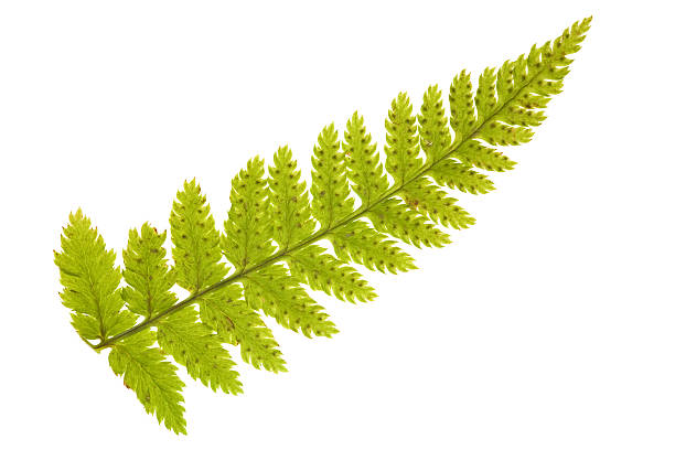 istock single green fern branch 146801028