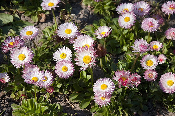 daisy flowers - Asteraceae Bellidiastrum Michelii stock photo