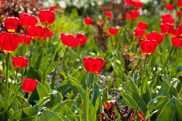 red tulips stock photo