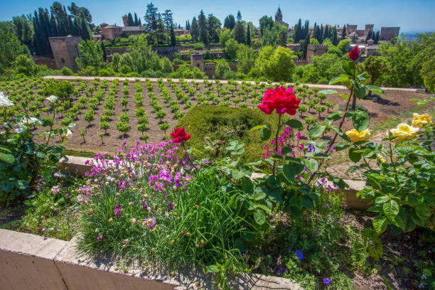 Fantastic flowers in Flowerbed  in Generalife  gardens  -  amazing flowers  and then field of  grapes and view on other part of  famous moorish Art and moorish history of 15th century of  Alhambra  complex in Granada