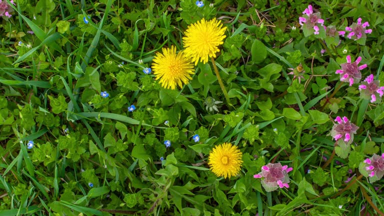 Group of dandelion flower in a field  blossom bloom and grow on a time lapse video. Blooming flower of Taraxacum officinale.